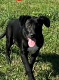Fanny, Adoptable, Young Female Labrador Retriever.