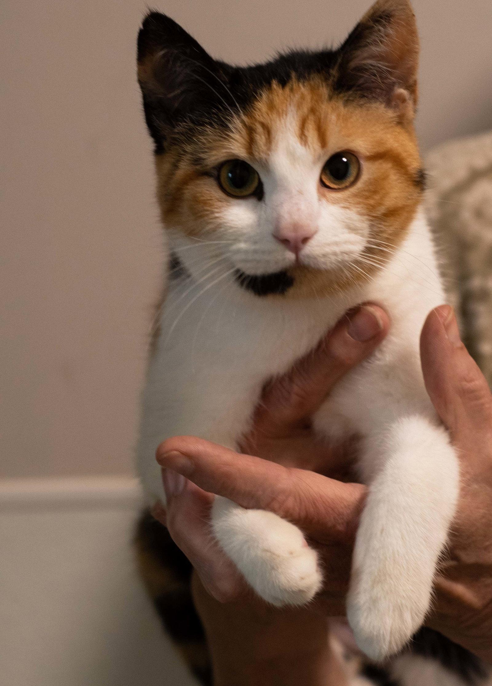 Cathy, Adoptable, Adult Female Domestic Short Hair & Domestic Medium Hair.