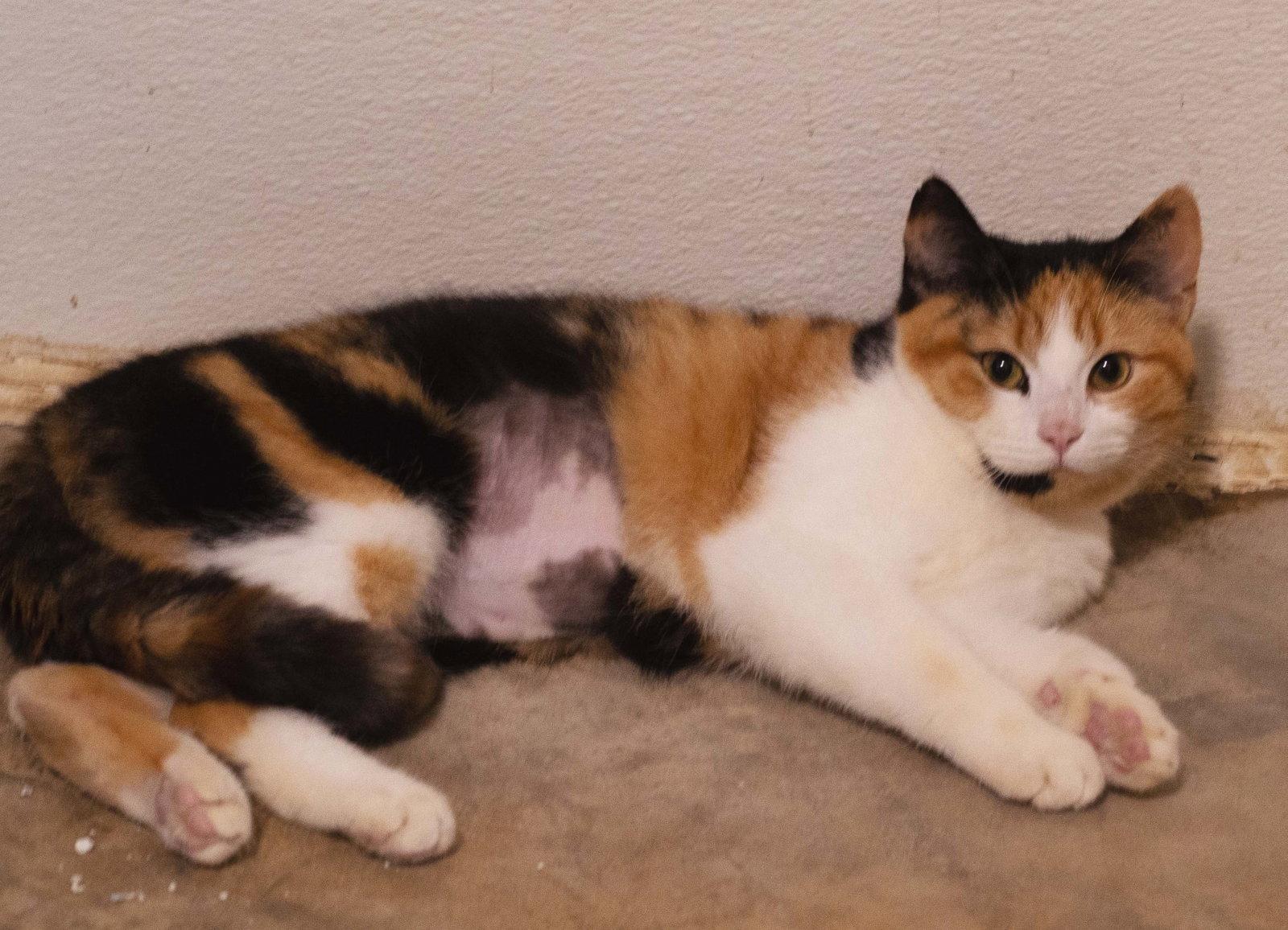 Cathy, a Adoptable mixed breed in Holly Springs, MS image 2/2