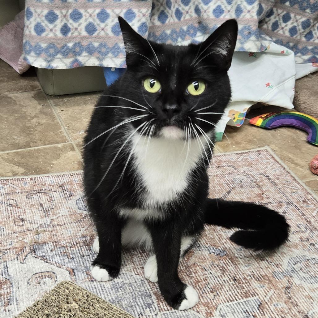 Majestic, Adoptable, Adult Female Domestic Short Hair.
