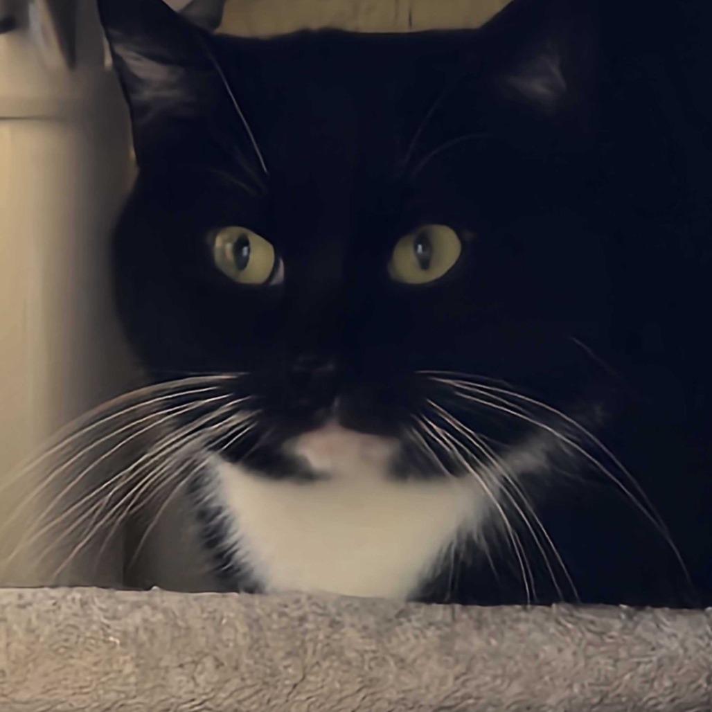 Enlarge Majestic, a Adoptable Domestic Short Hair in Colorado Springs, CO image 2/5