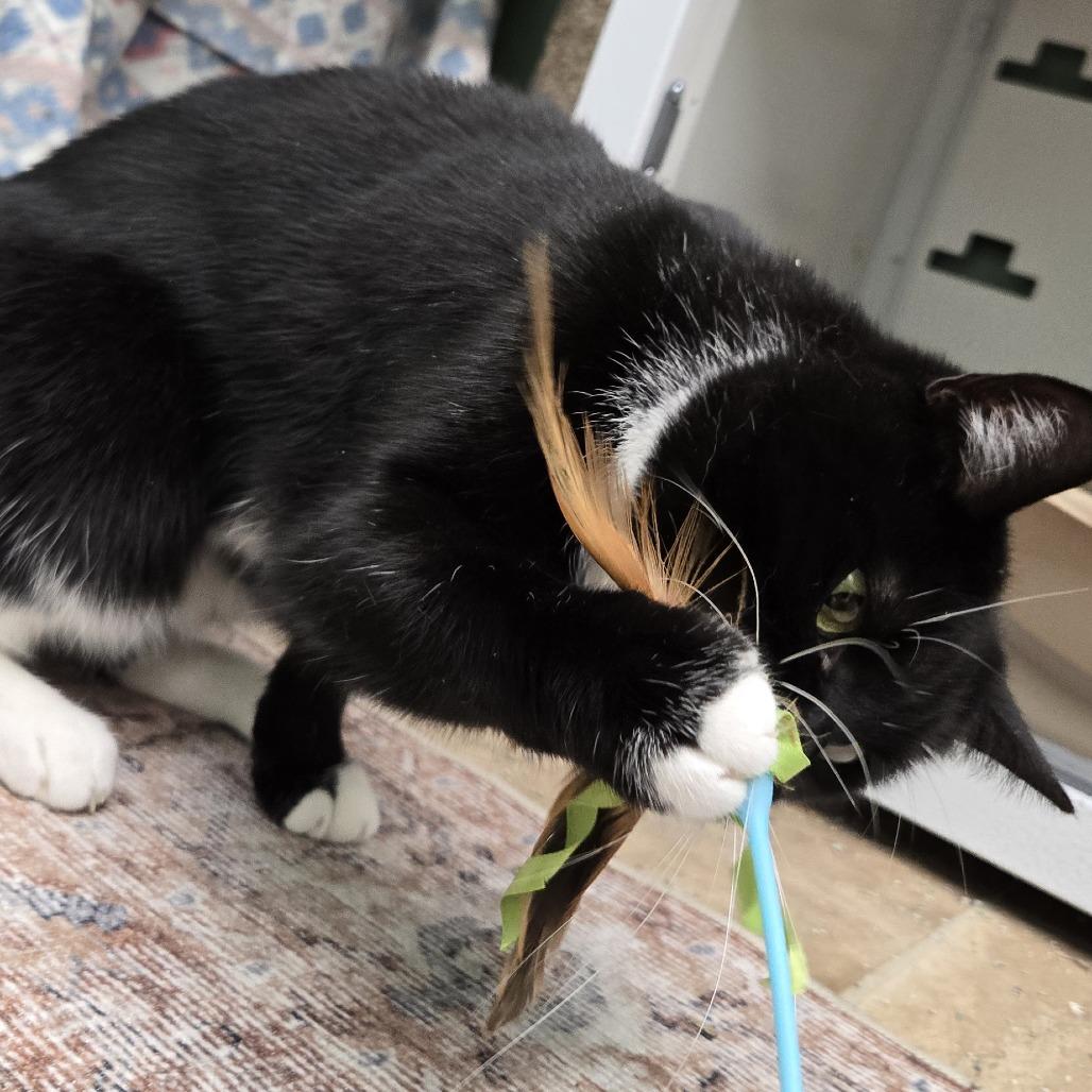 Enlarge Majestic, a Adoptable Domestic Short Hair in Colorado Springs, CO image 3/5