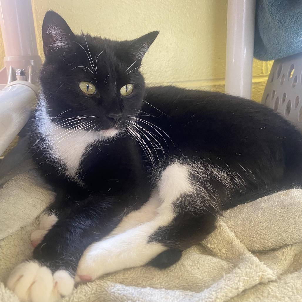 Enlarge Majestic, a Adoptable Domestic Short Hair in Colorado Springs, CO image 4/5