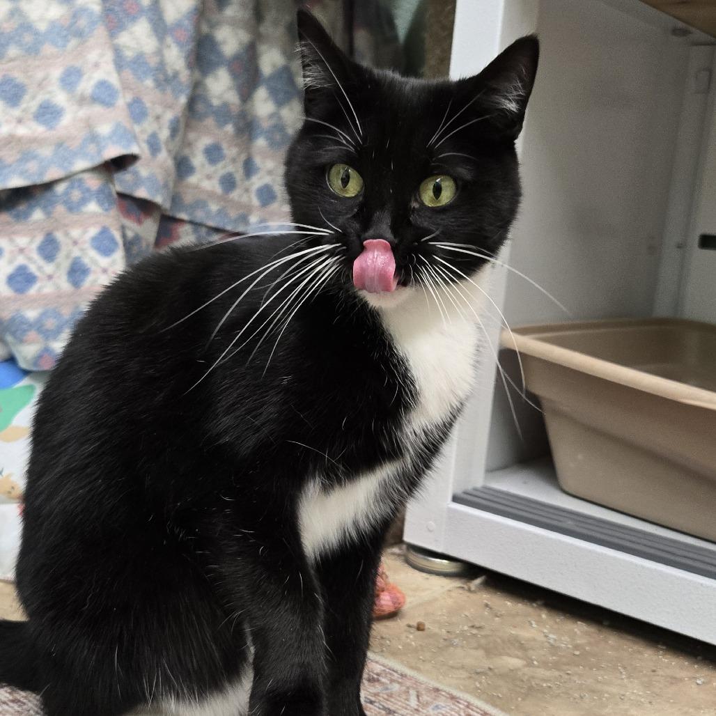 Enlarge Majestic, a Adoptable Domestic Short Hair in Colorado Springs, CO image 5/5