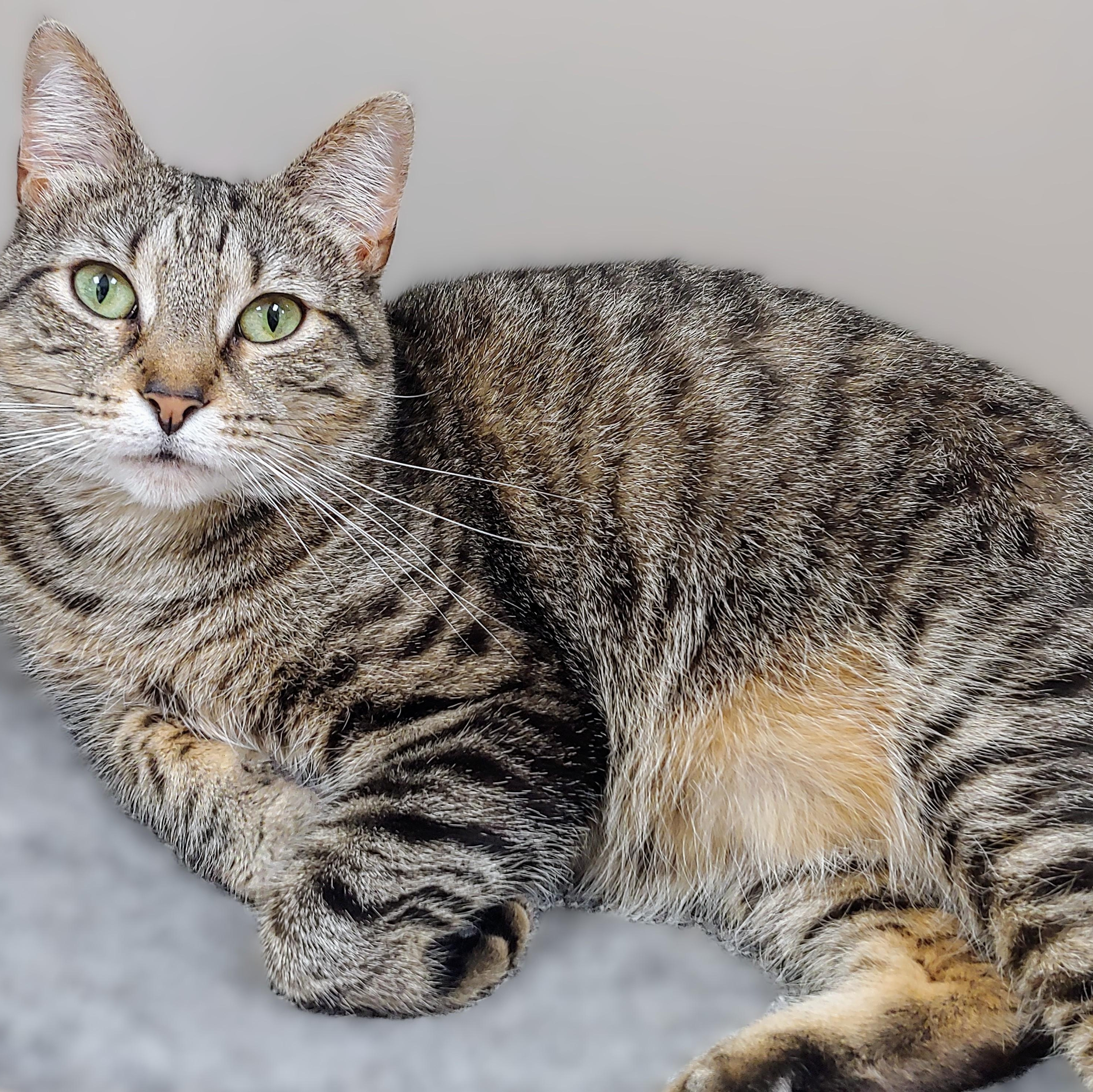 Enlarge Cammie, a Adoptable Domestic Short Hair in Belmont, NY image 6/6