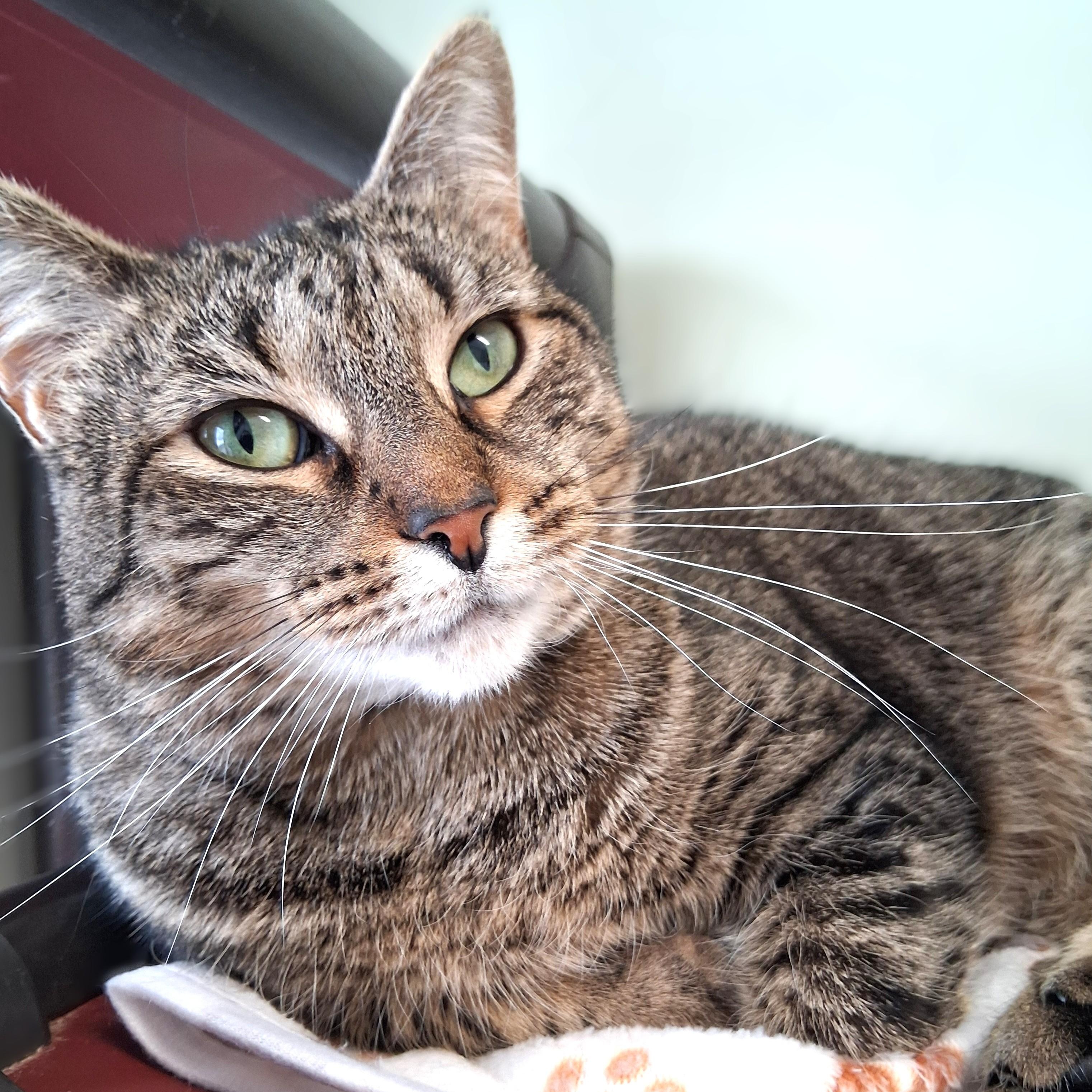 Cammie, Adoptable, Adult Female Domestic Short Hair.