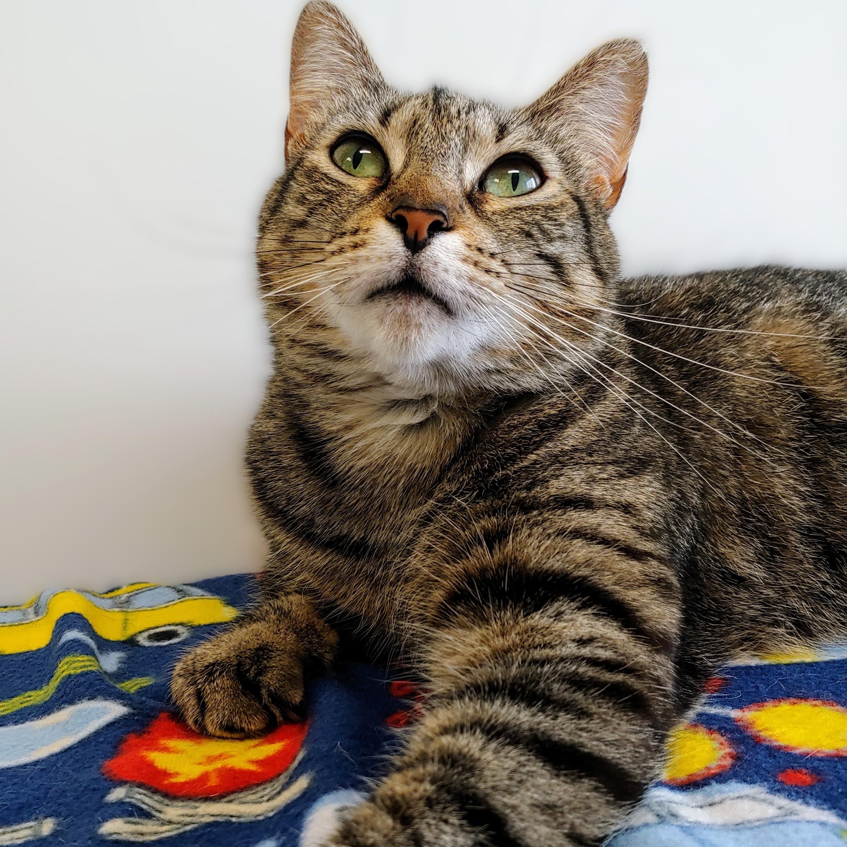 Enlarge Cammie, a Adoptable Domestic Short Hair in Belmont, NY image 5/6