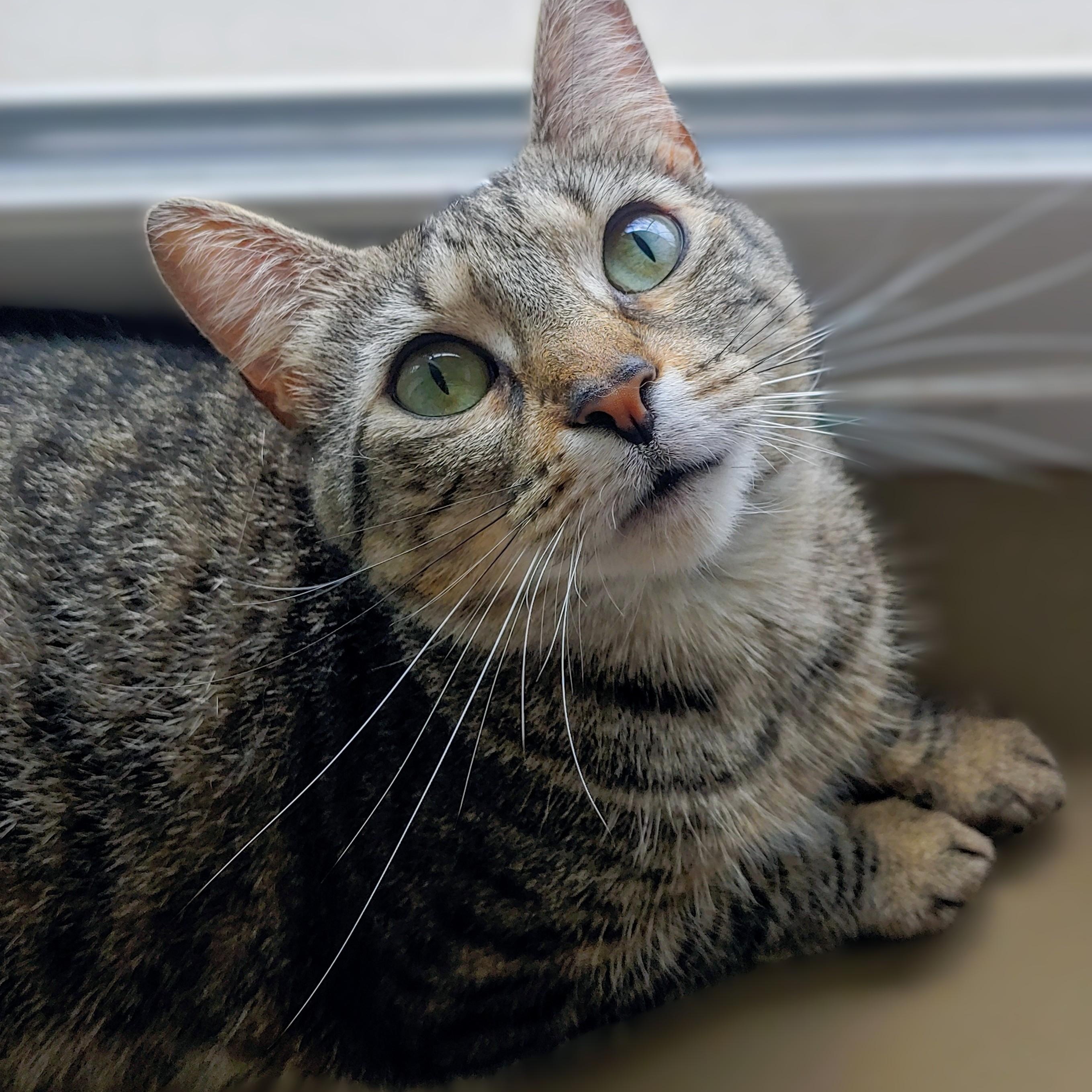 Enlarge Cammie, a Adoptable Domestic Short Hair in Belmont, NY image 4/6