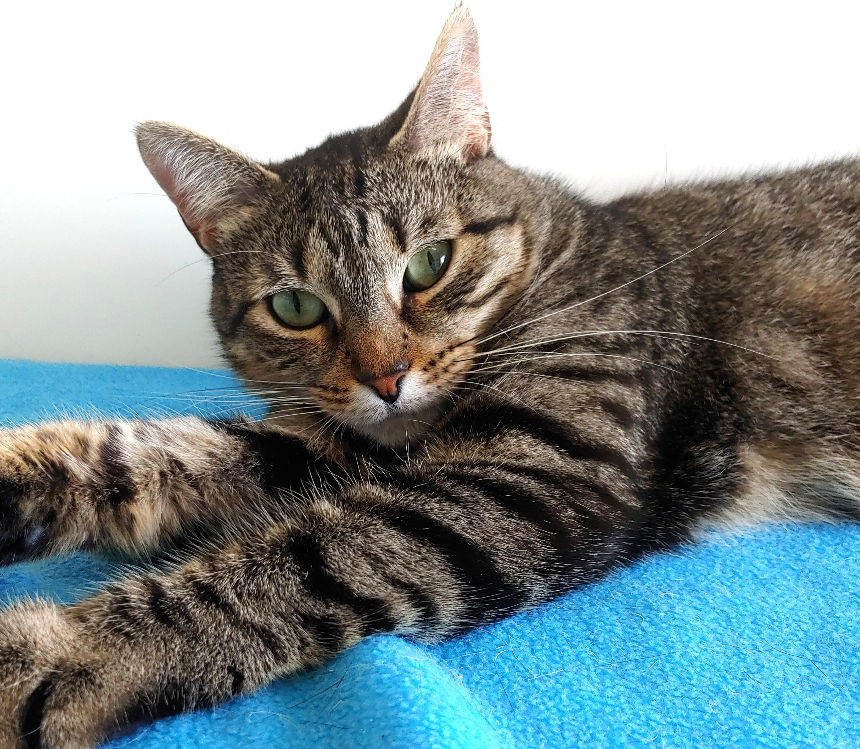 Enlarge Cammie, a Adoptable Domestic Short Hair in Belmont, NY image 3/6