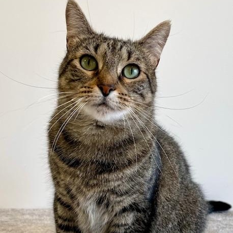 Enlarge Cammie, a Adoptable Domestic Short Hair in Belmont, NY image 2/6