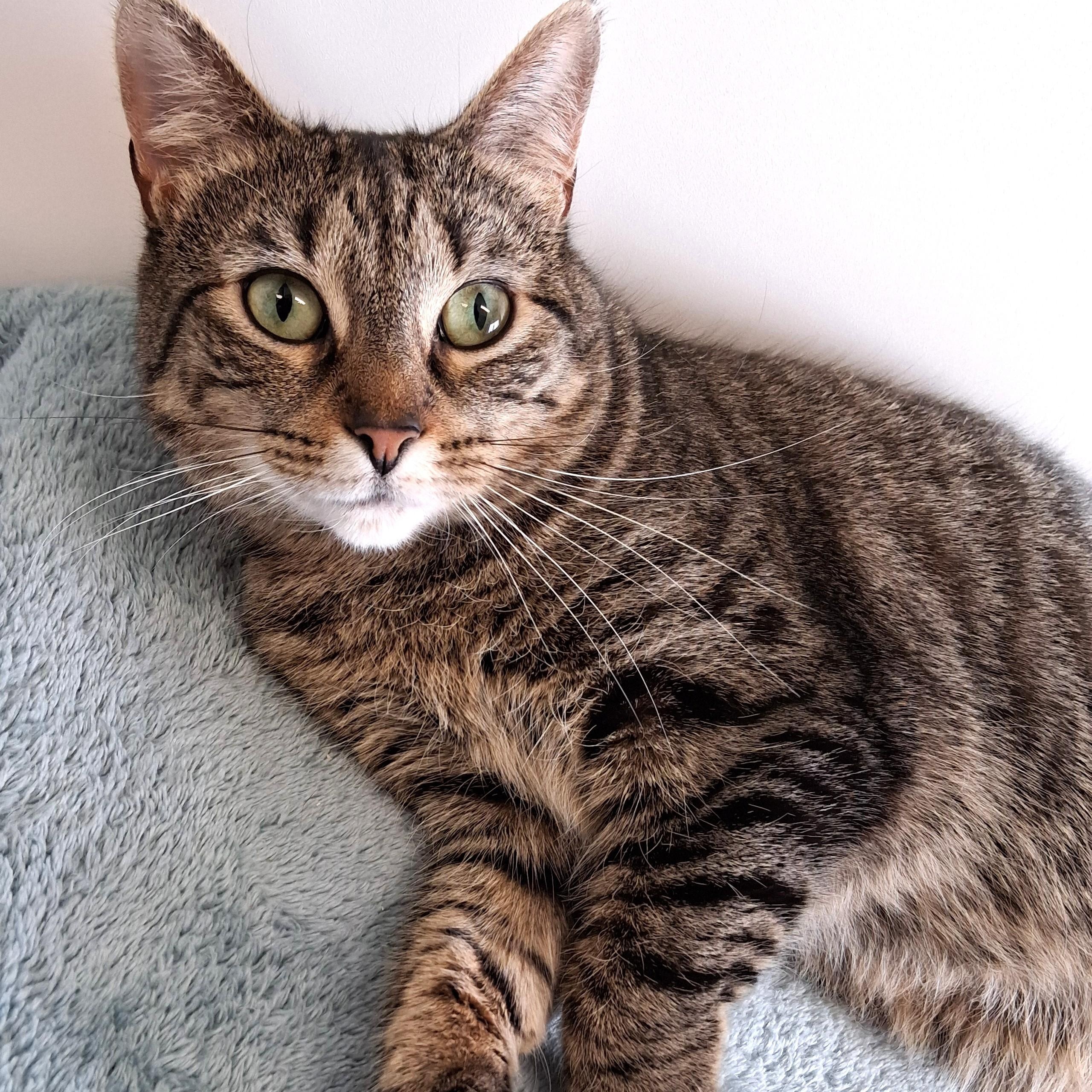 Enlarge Cammie, a Adoptable Domestic Short Hair in Belmont, NY image 1/6