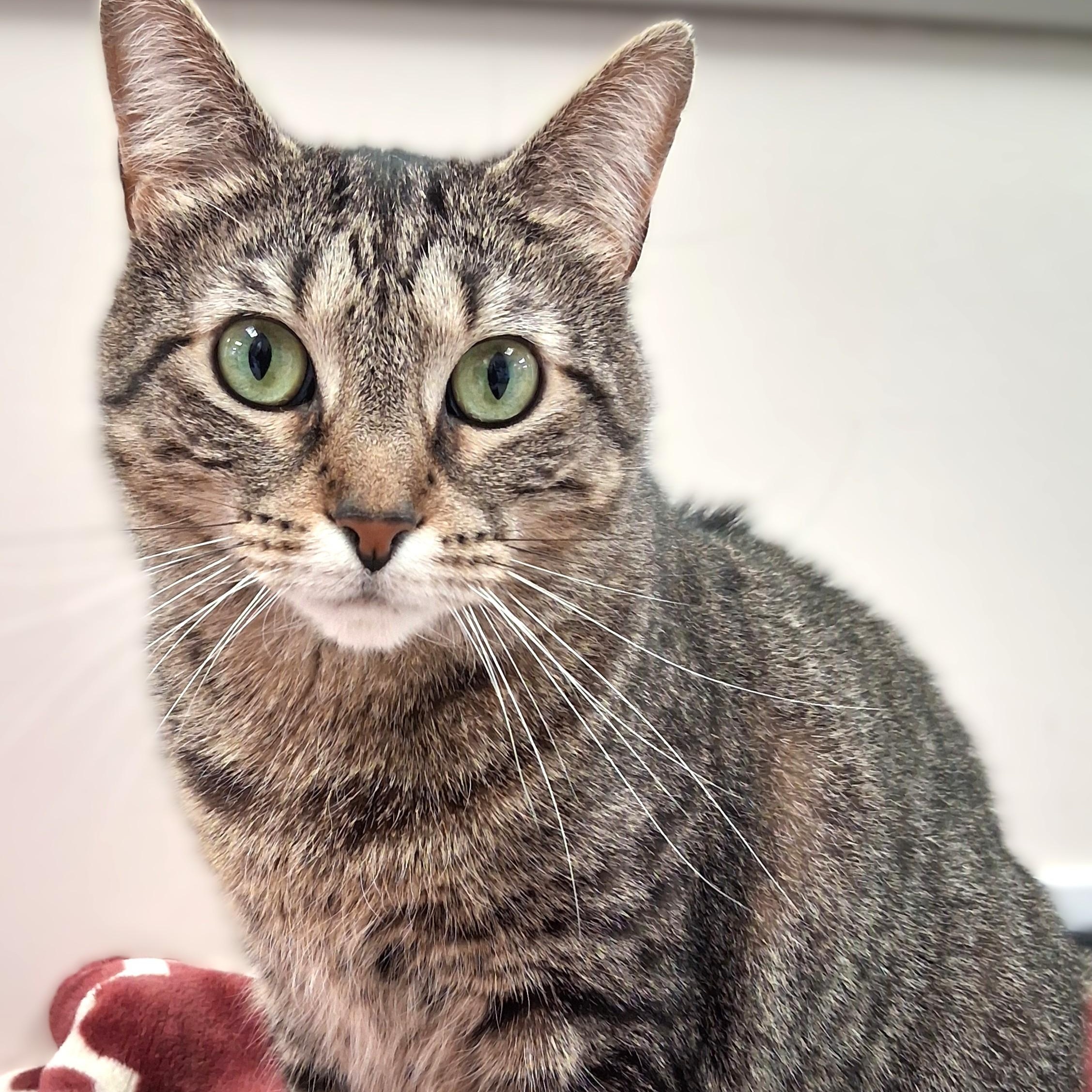 Cammie, Adoptable, Adult Female Domestic Short Hair.