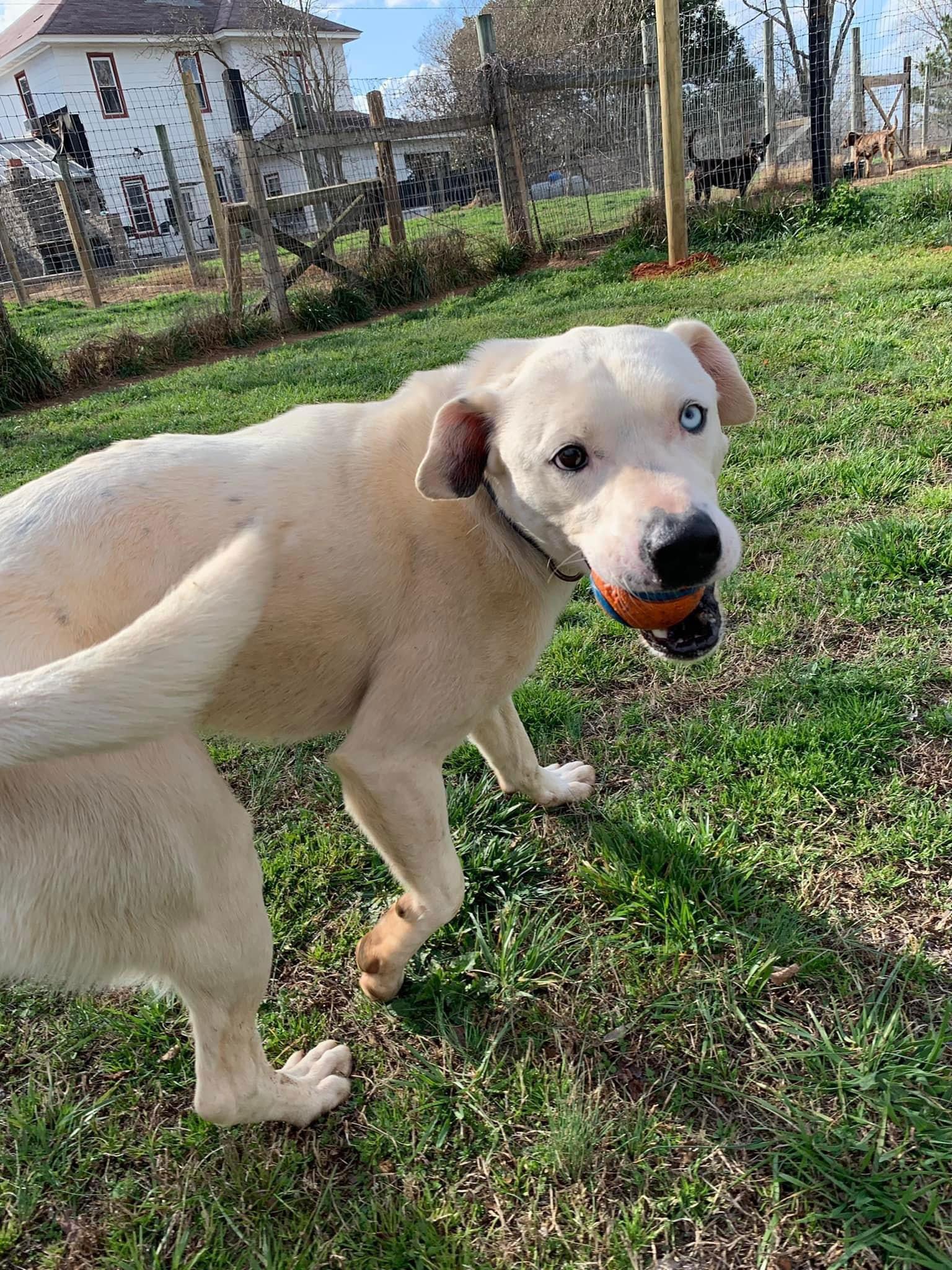 SALVADOR, a Adoptable mixed breed in Holbrook, NY image 1/3