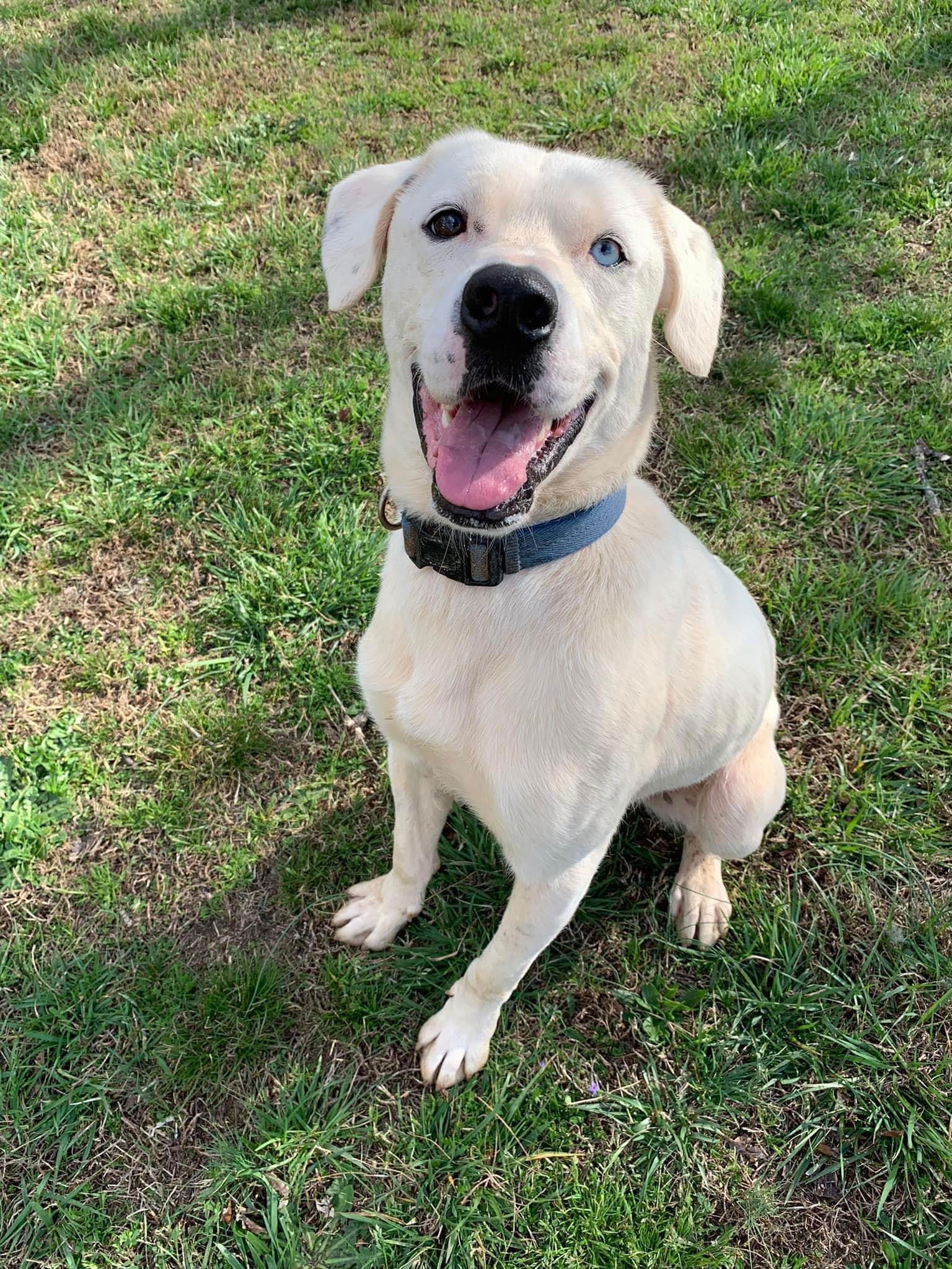 SALVADOR, a Adoptable mixed breed in Holbrook, NY image 2/3