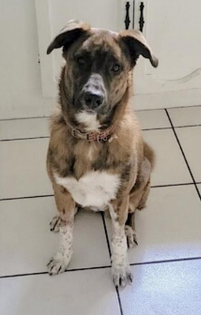 Puppy — thumbnail 4