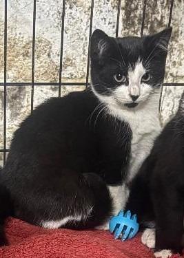 Enlarge Avelanche, an adopted Domestic Short Hair in East Brunswick, NJ image 1/1