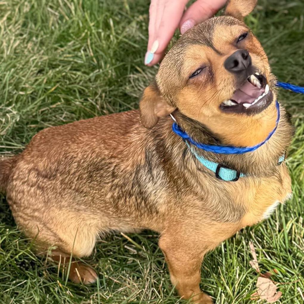 Turbo (bonded w/Rascal), Adoptable, Young Male Chihuahua.
