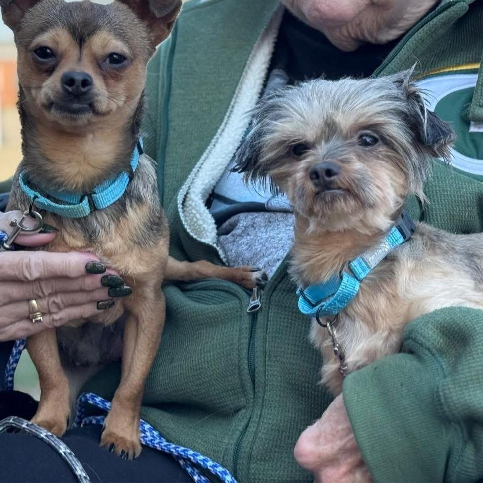 Turbo (bonded w/Rascal), a Adoptable Chihuahua in Hudson, IL image 2/2