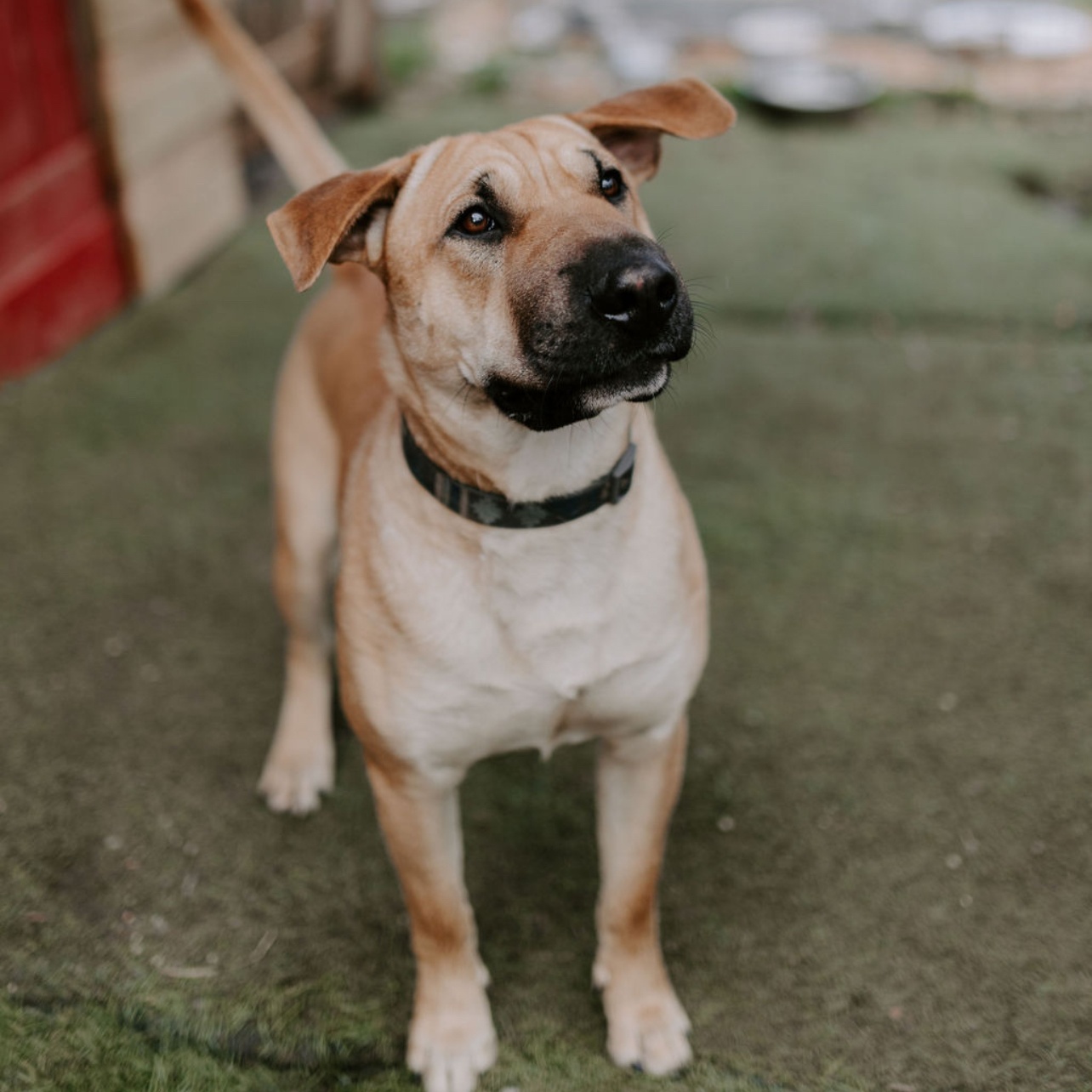 BOK CHOY, a Adoptable mixed breed in Pembroke Pines, FL image 1/11