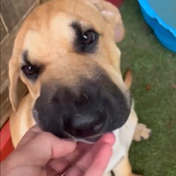 BOK CHOY, a Adoptable mixed breed in Pembroke Pines, FL image 2/11