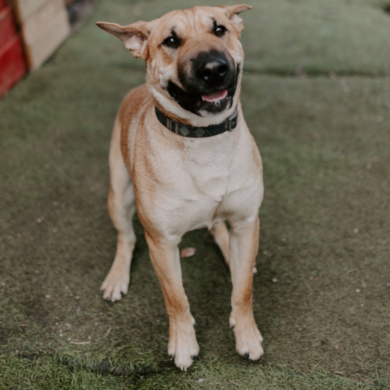 BOK CHOY, a Adoptable mixed breed in Pembroke Pines, FL image 3/11