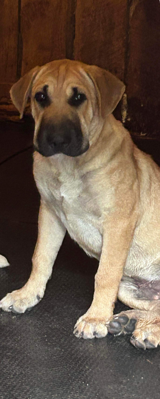 Bok Choy thumbnail 4