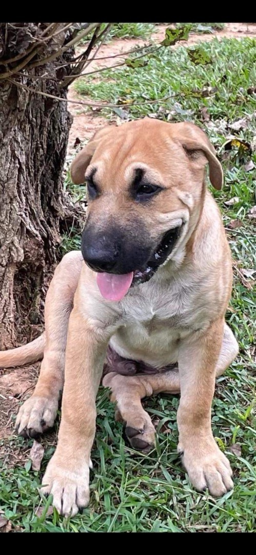 BOK CHOY, a Adoptable mixed breed in Pembroke Pines, FL image 5/11