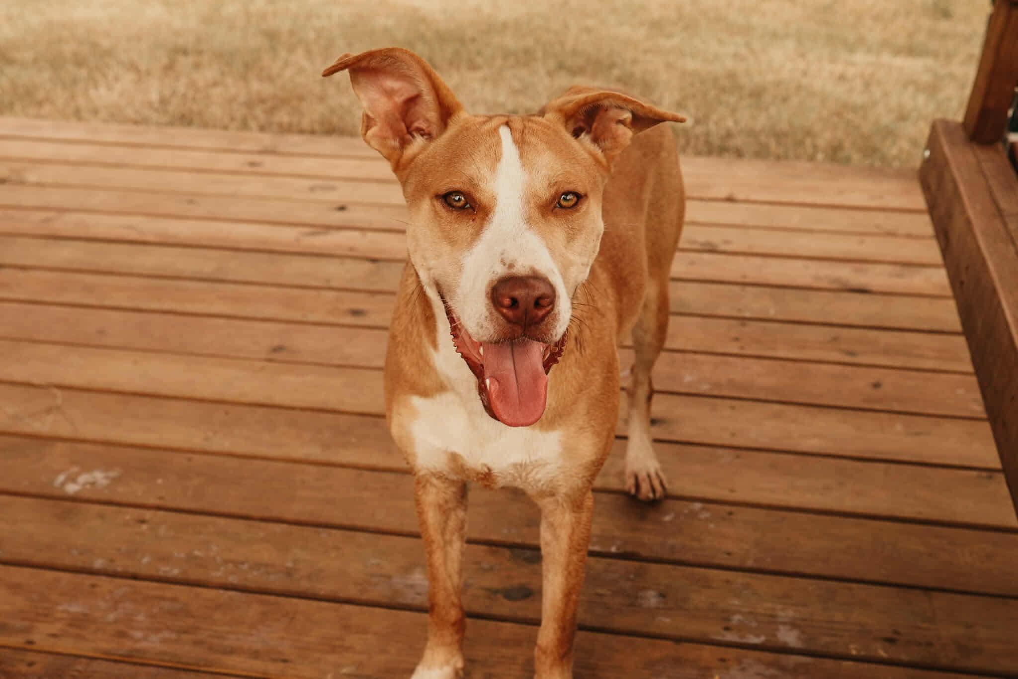 Monet, adopted, Adult Female Mixed Breed.