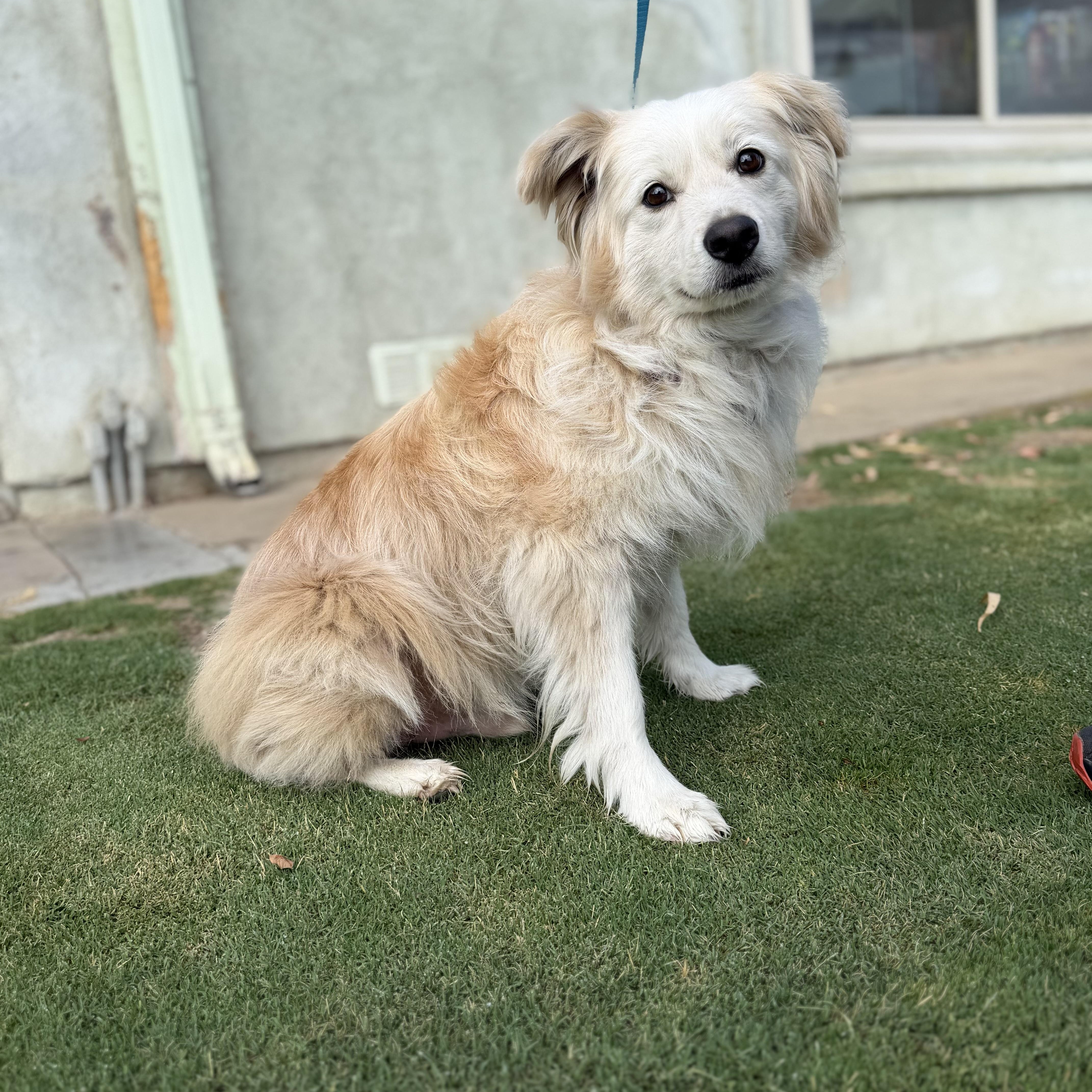 Enlarge Willow, a Adoptable mixed breed in MURRIETA, CA image 4/4
