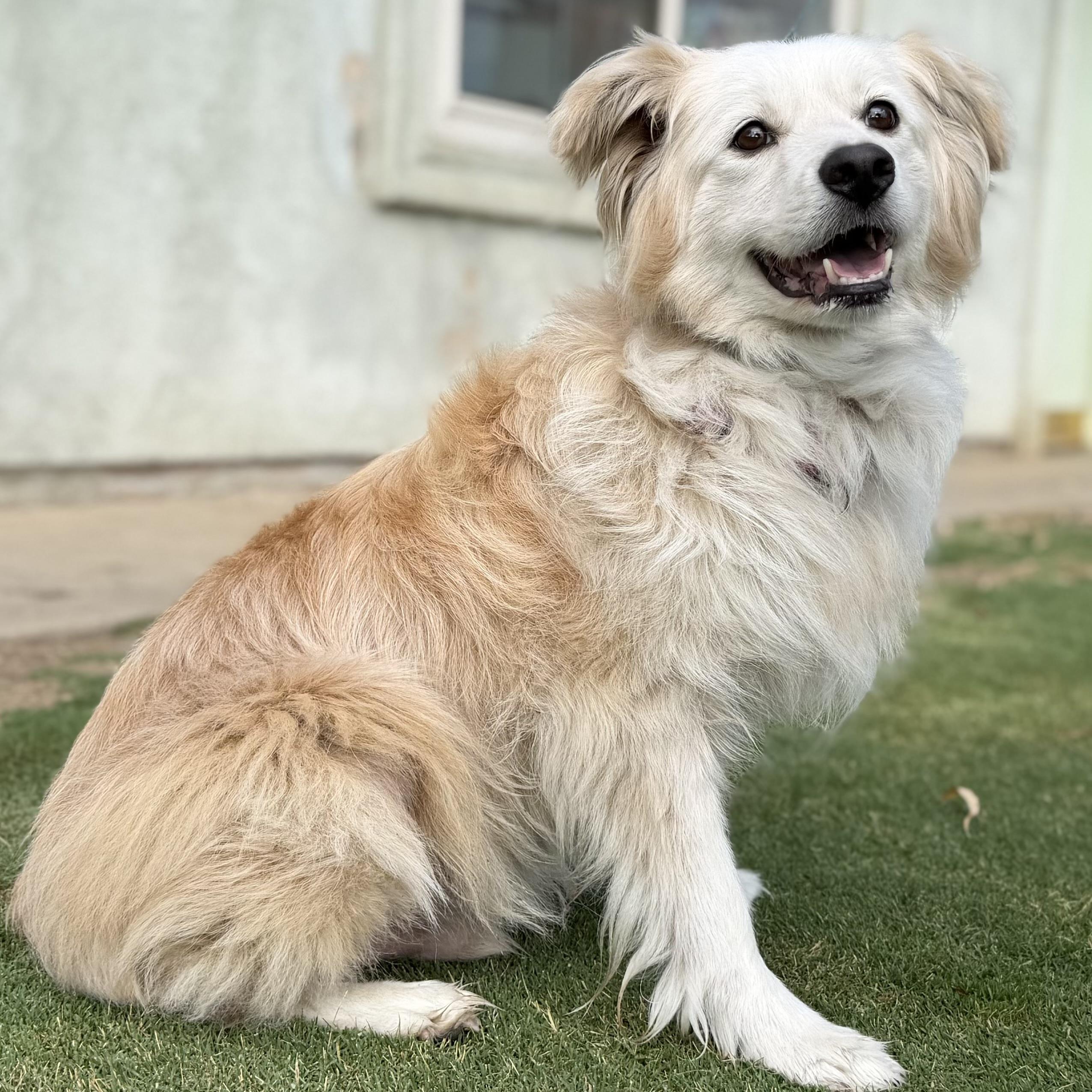 Willow, Adoptable, Adult Female Australian Shepherd.