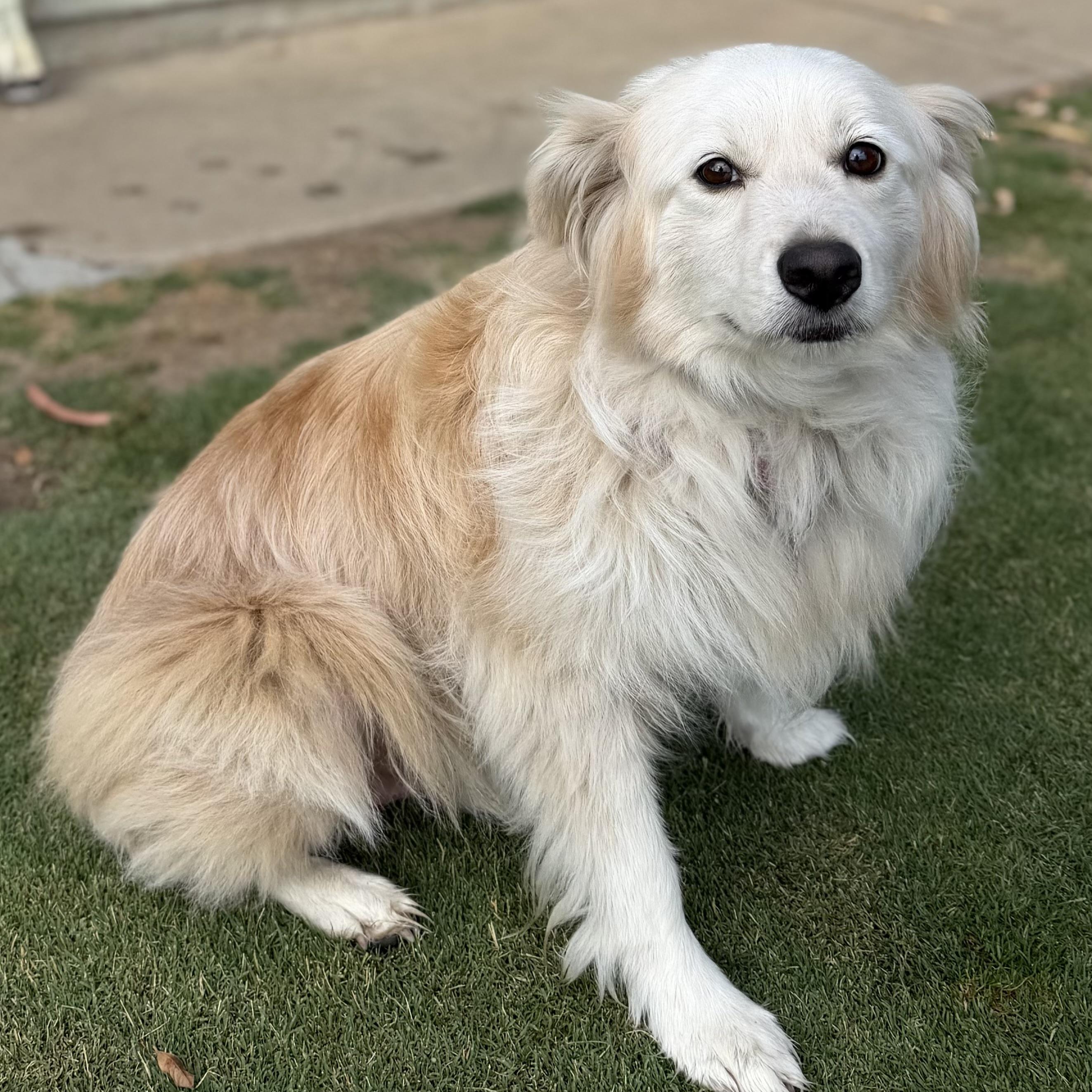 Enlarge Willow, a Adoptable mixed breed in MURRIETA, CA image 3/4