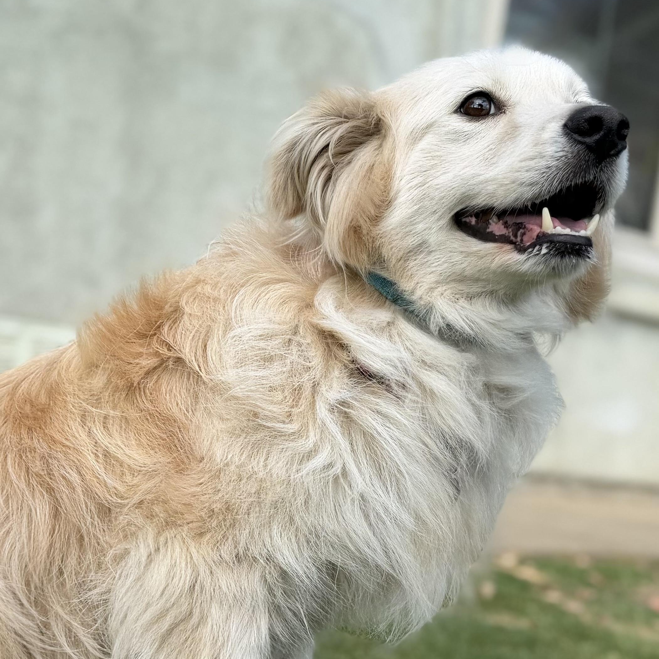 Enlarge Willow, a Adoptable mixed breed in MURRIETA, CA image 2/4