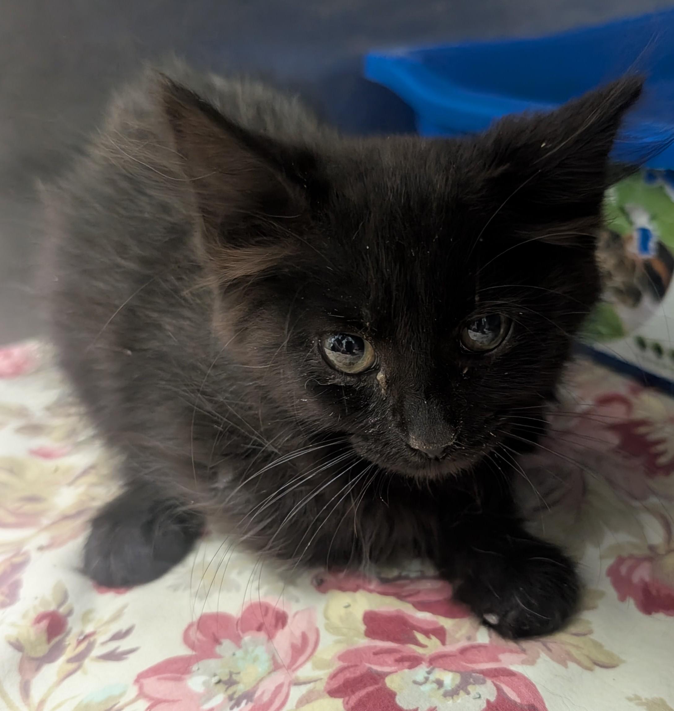 Nadia, an adoptable Domestic Short Hair in New Ulm, MN image 2/2