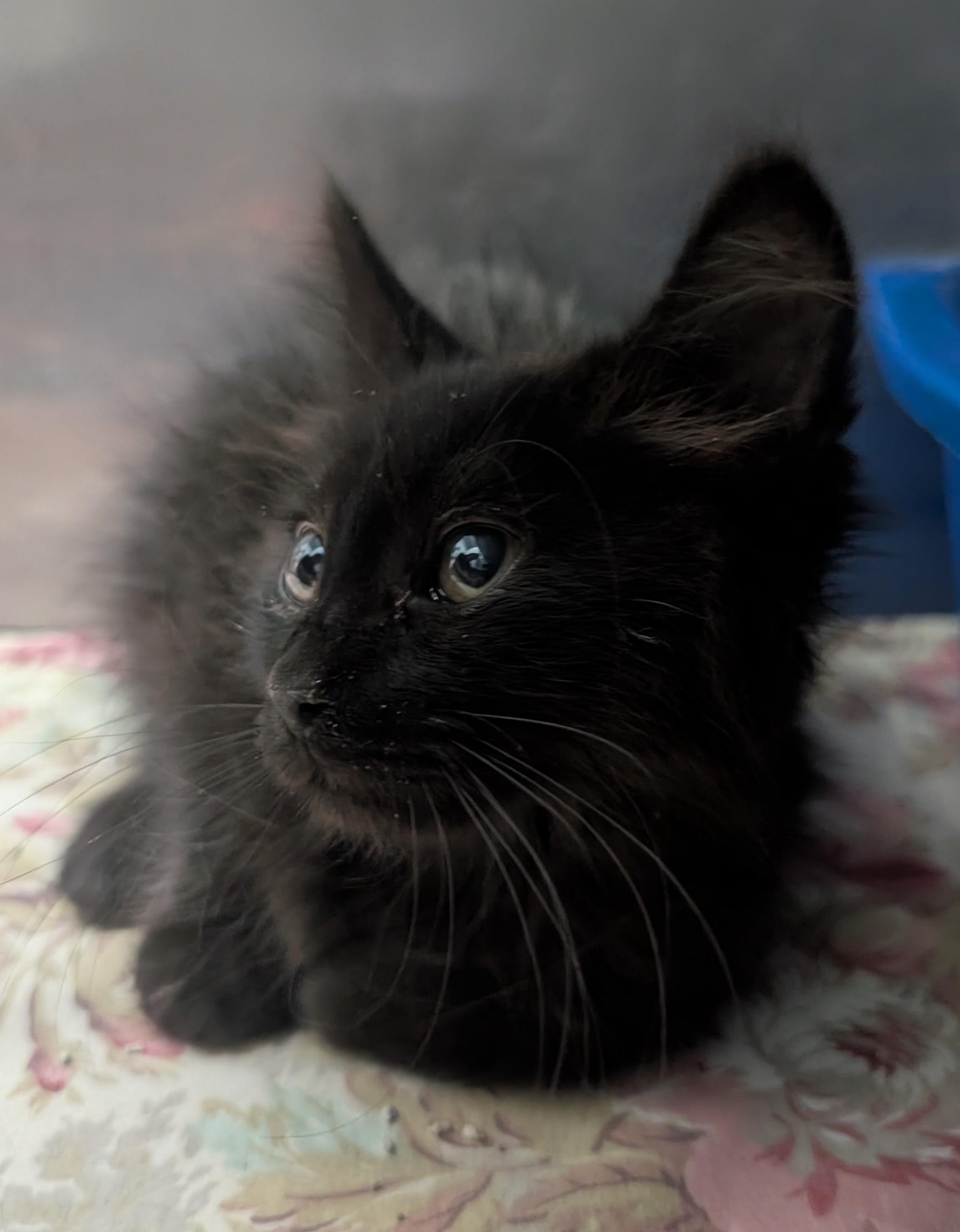 Nadia, adoptable, Young Female Domestic Short Hair.