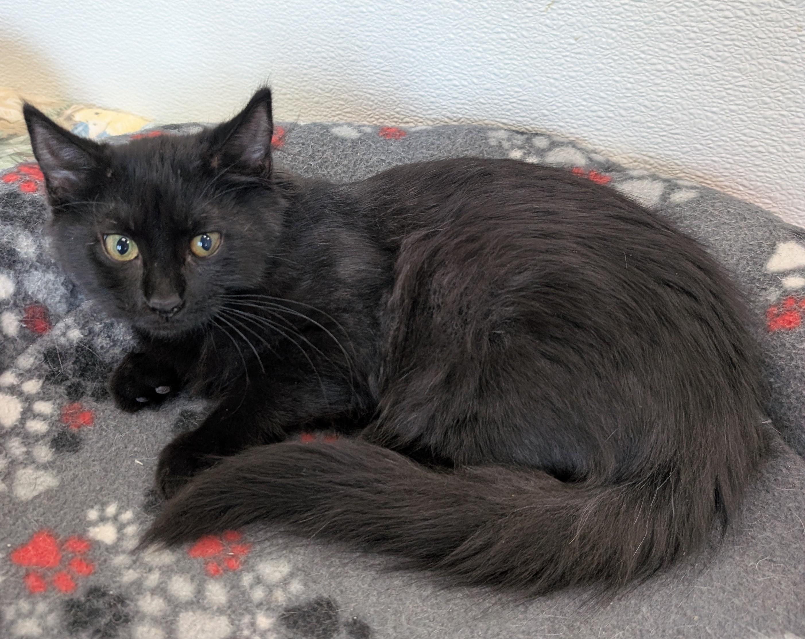 Nadia, adoptable, Young Female Domestic Short Hair.