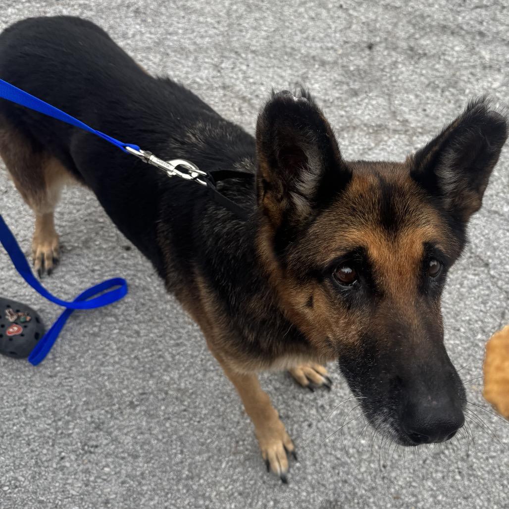Enlarge Aspen, an adoptable German Shepherd Dog in Carrollton, TX image 1/1