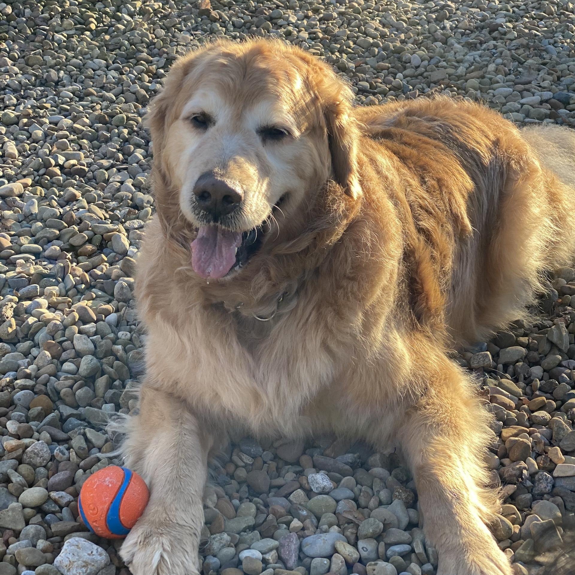 Enlarge Denver, a ADOPTABLE Golden Retriever in Grafton, OH image 3/4