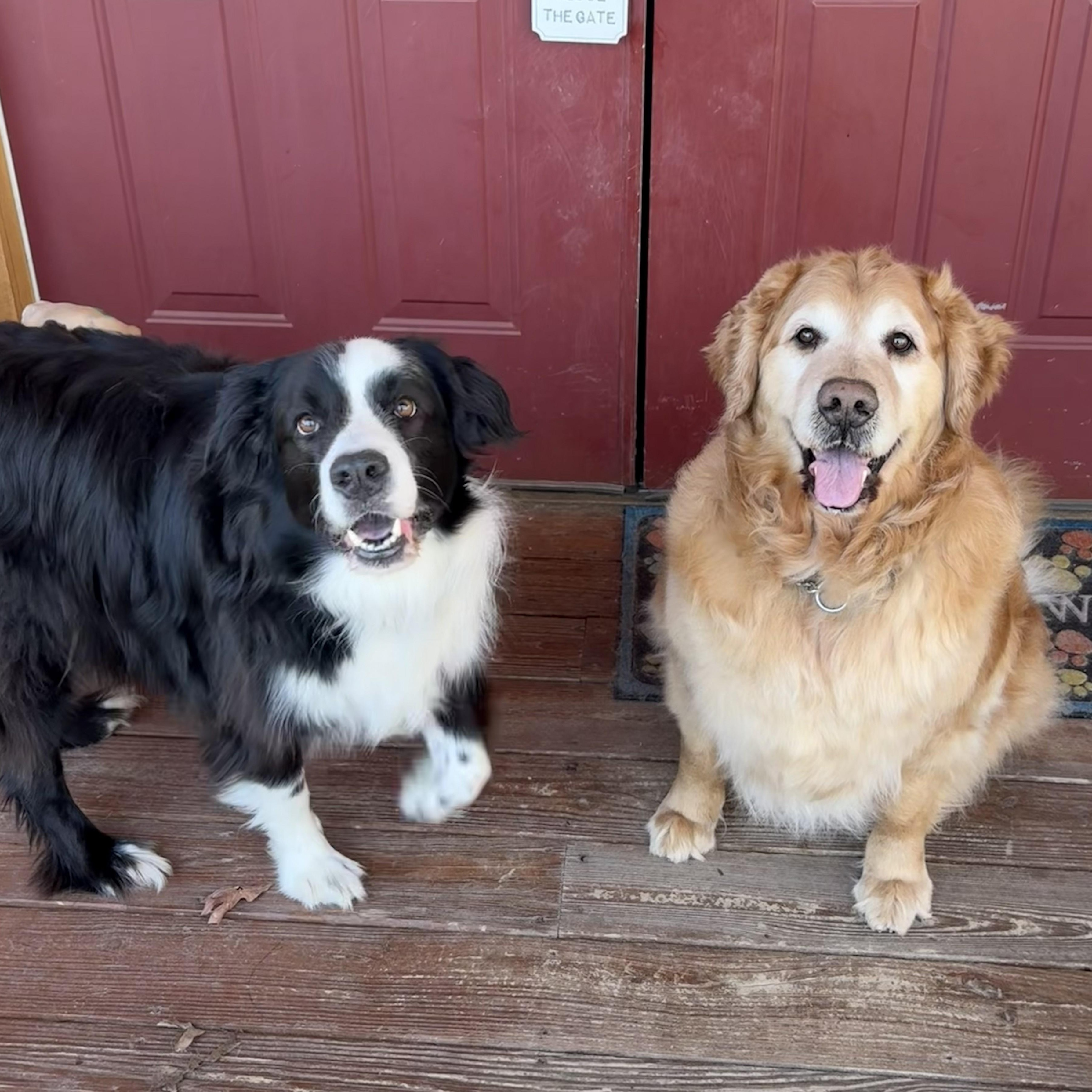 Enlarge Denver, a ADOPTABLE Golden Retriever in Grafton, OH image 2/4