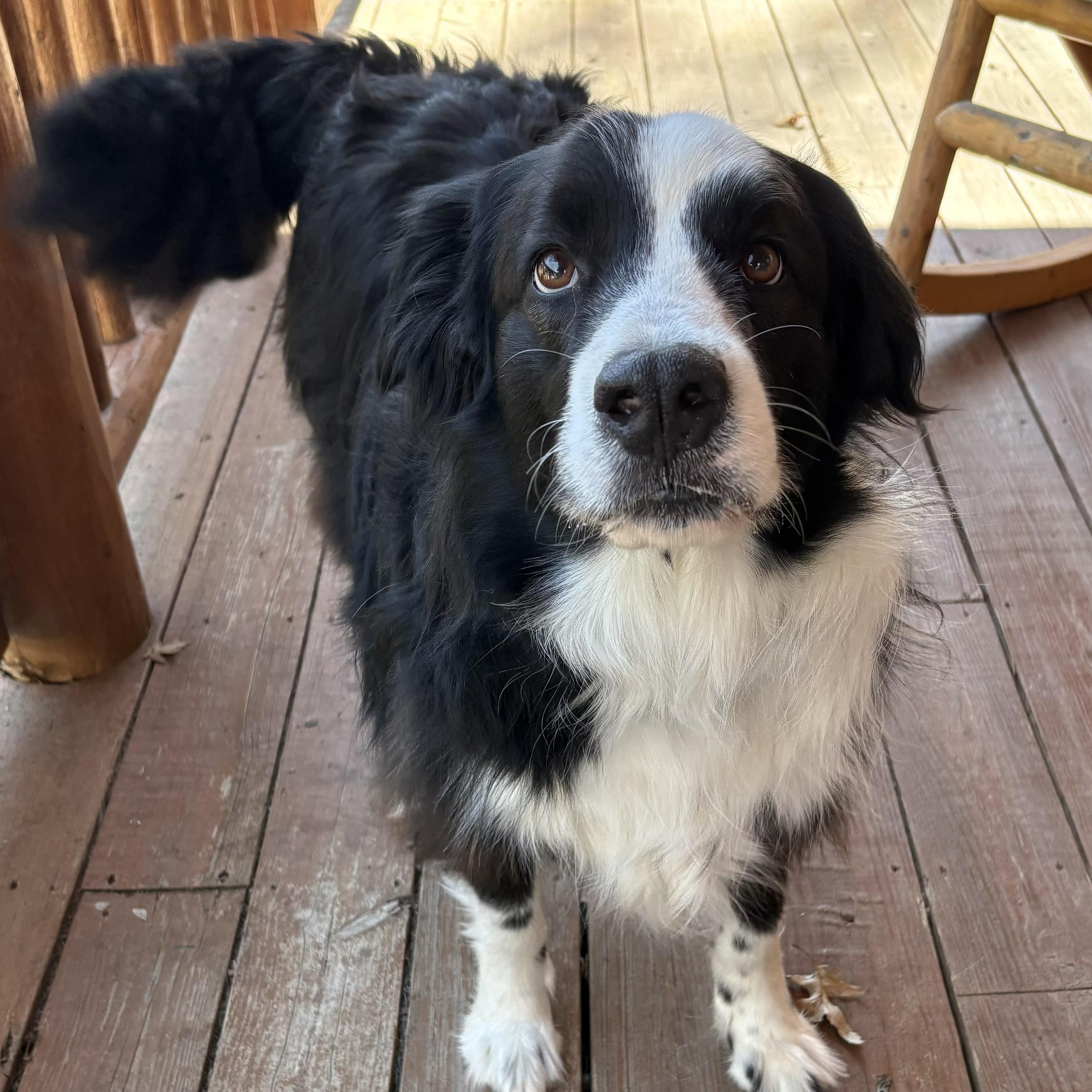 Enlarge Denver, a ADOPTABLE Golden Retriever in Grafton, OH image 4/4