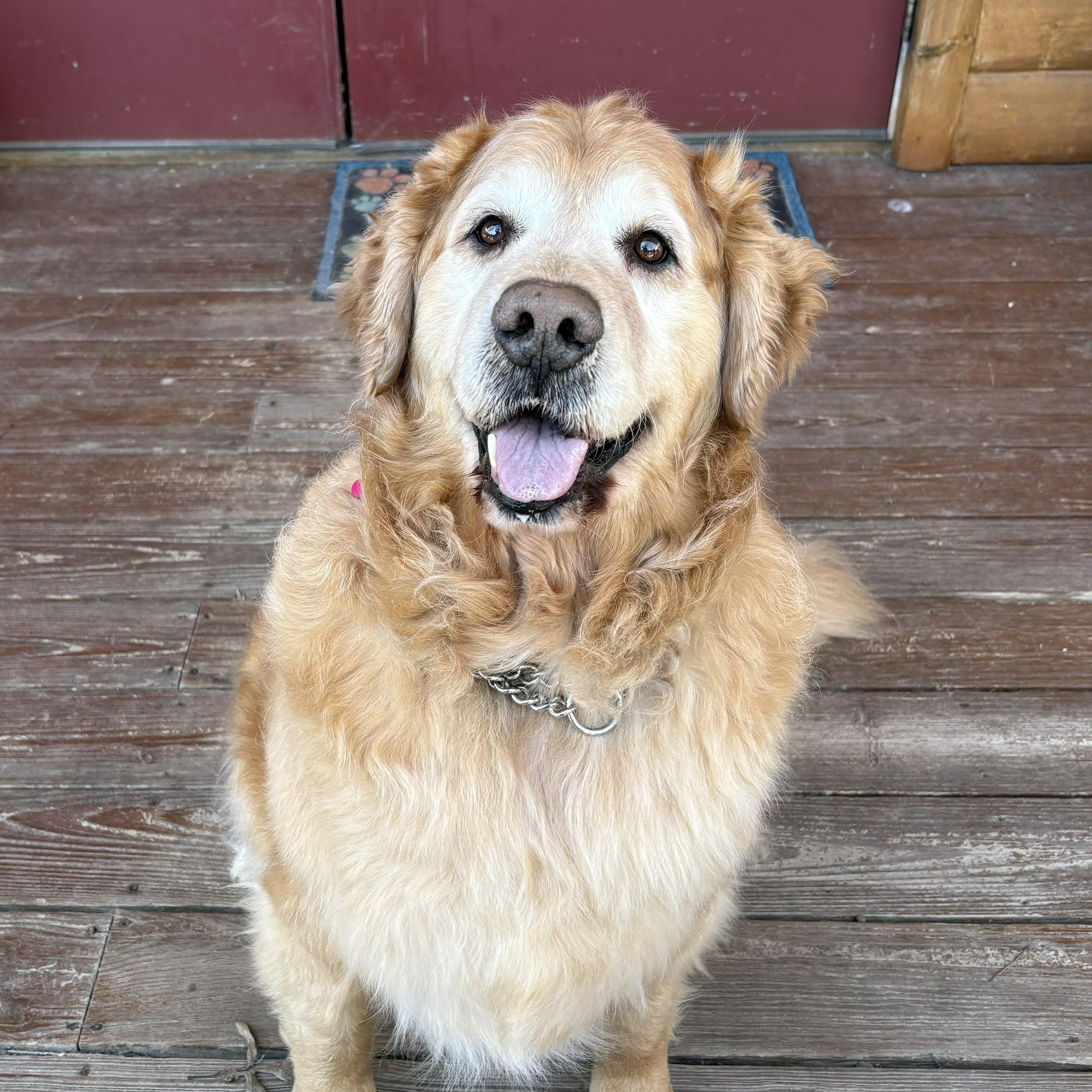 Enlarge Denver, a ADOPTABLE Golden Retriever in Grafton, OH image 1/4