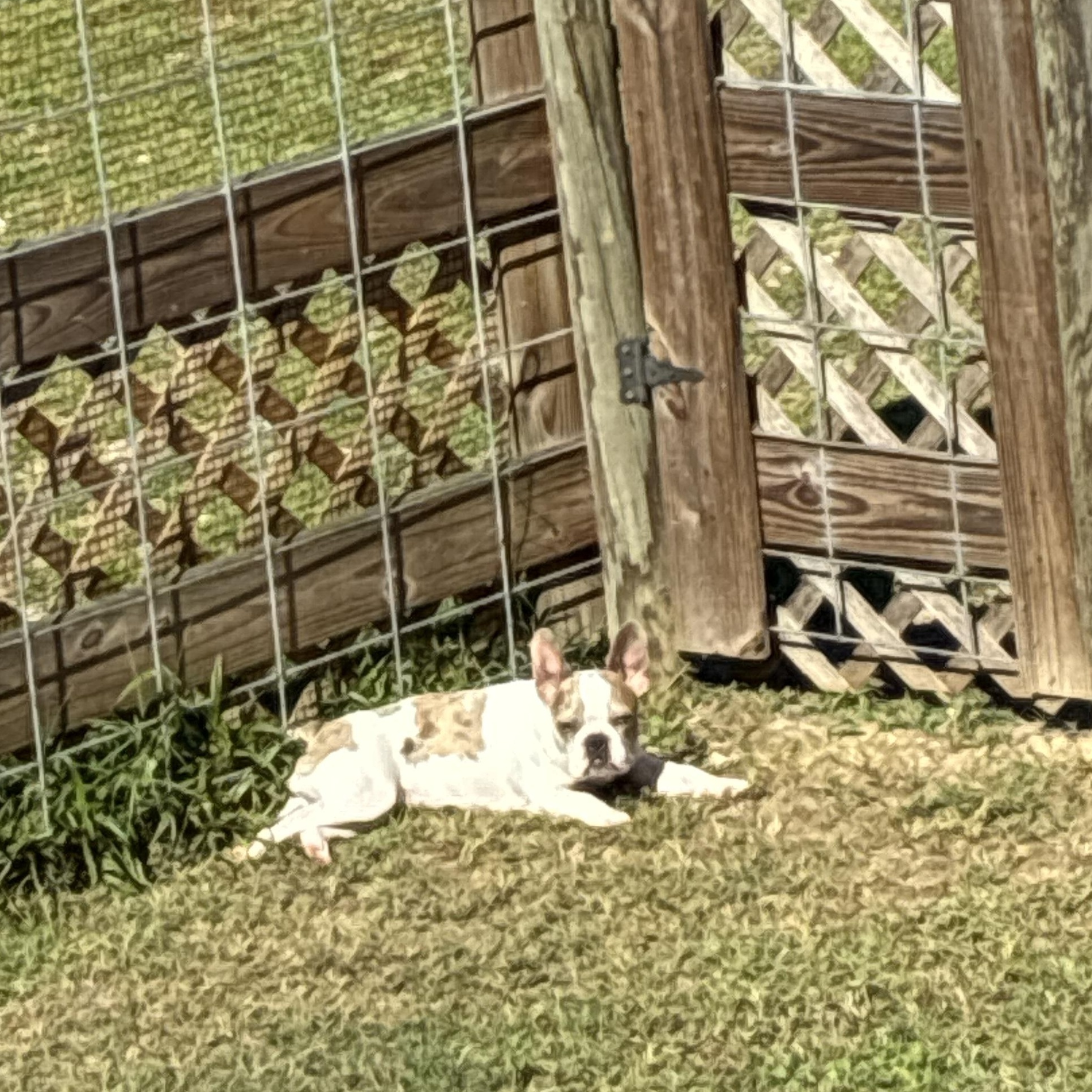Enlarge Yoshi, a Adoptable mixed breed in Lake Mary, FL image 3/4