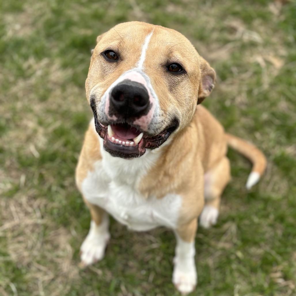 Jeffrey, Adoptable, Adult Male Labrador Retriever & Hound.
