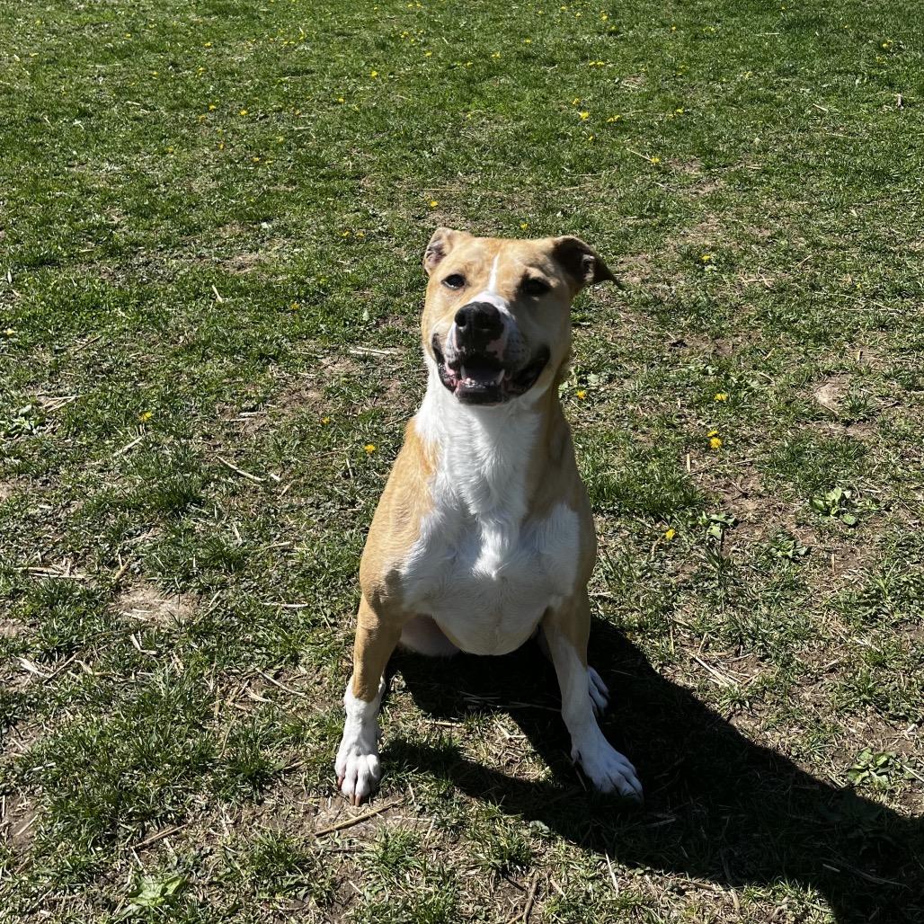 Enlarge Jeffrey, a Adoptable mixed breed in Marshalltown, IA image 2/6