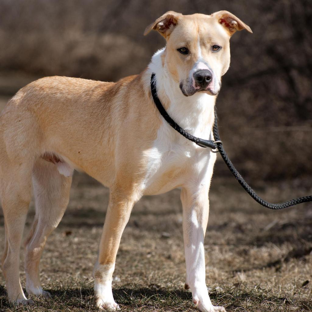 Enlarge Jeffrey, a Adoptable mixed breed in Marshalltown, IA image 3/6