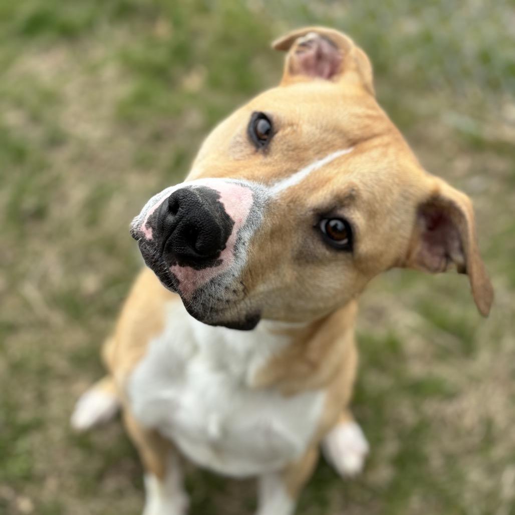 Enlarge Jeffrey, a Adoptable mixed breed in Marshalltown, IA image 4/6