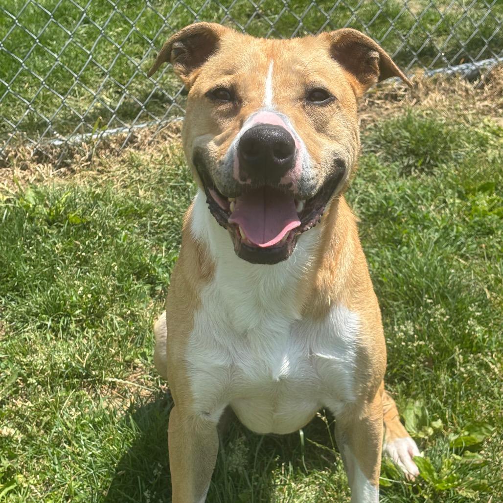 Enlarge Jeffrey, a Adoptable mixed breed in Marshalltown, IA image 5/6