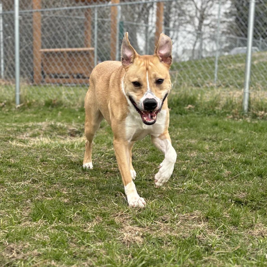 Enlarge Jeffrey, a Adoptable mixed breed in Marshalltown, IA image 6/6