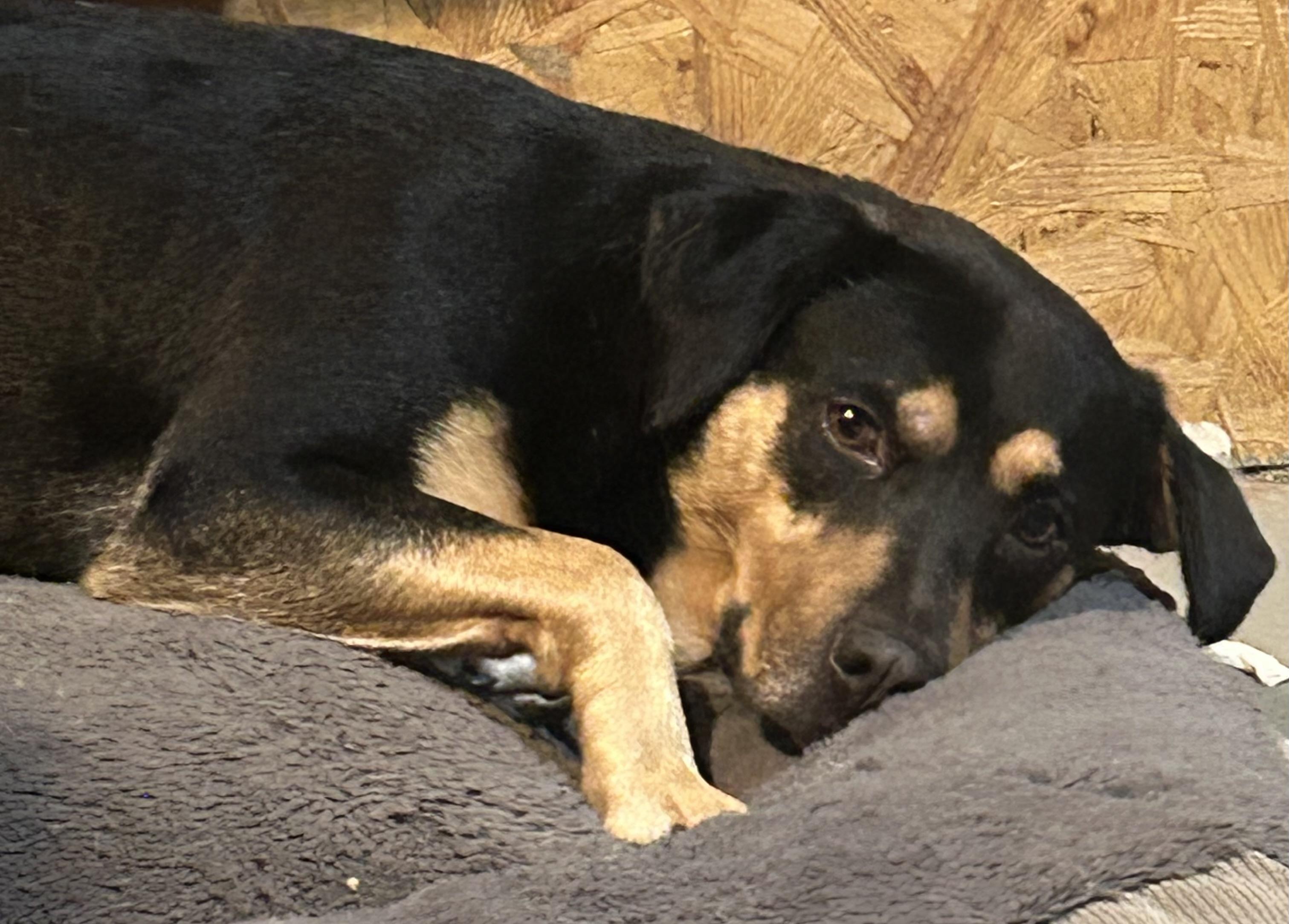 Dickey-Watch my video., a ADOPTABLE mixed breed in Jackson, TN image 5/6
