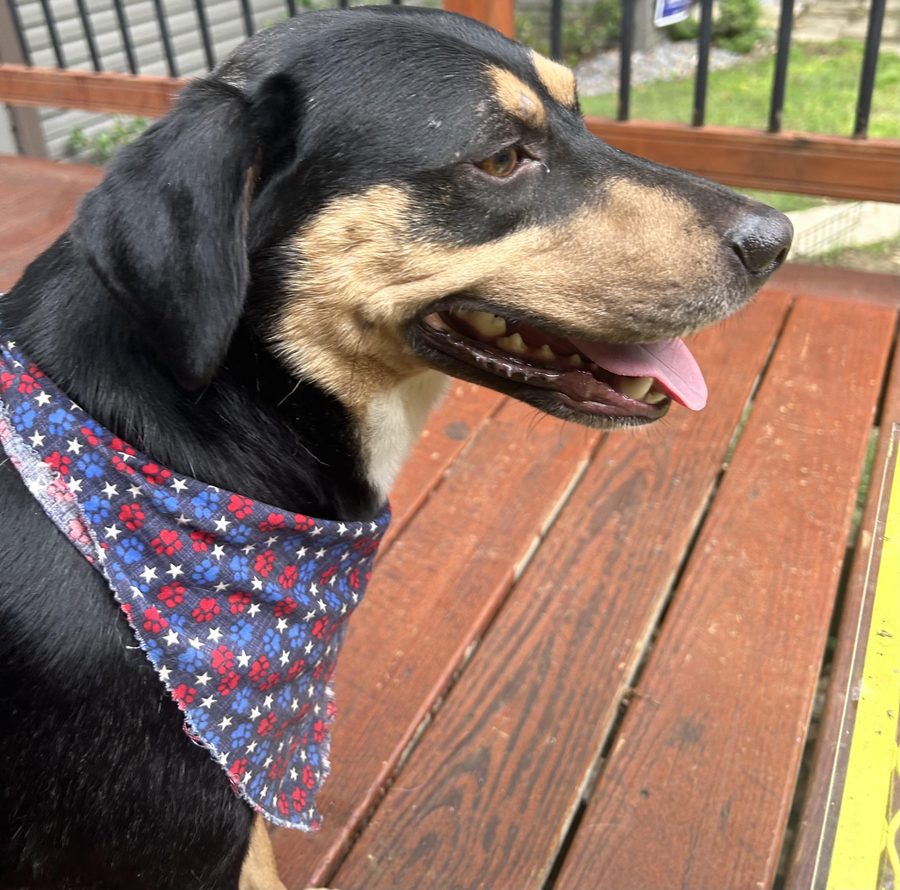 Dickey-Watch my video., a ADOPTABLE mixed breed in Jackson, TN image 4/6