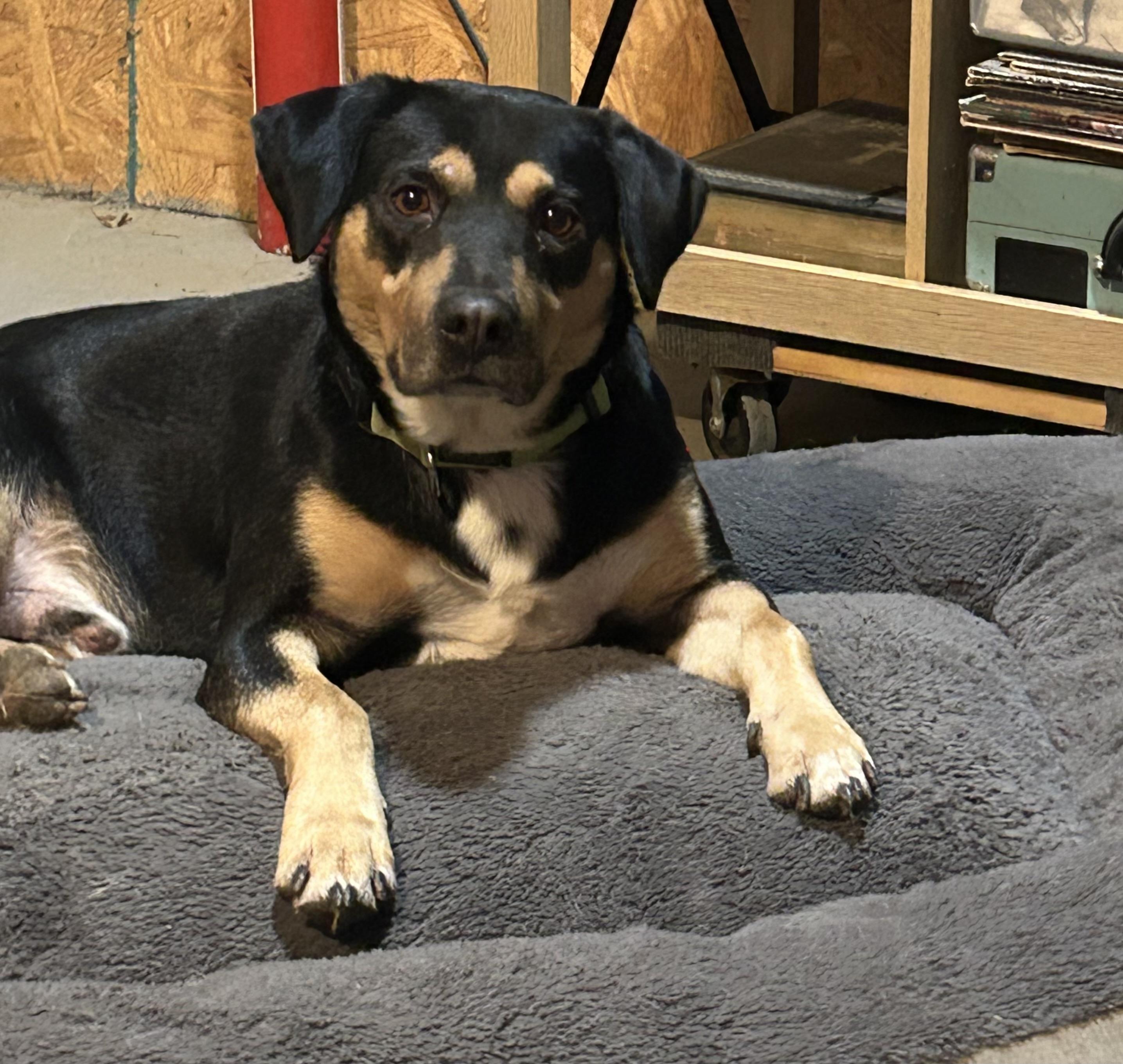 Dickey-Watch my video., a ADOPTABLE mixed breed in Jackson, TN image 2/6